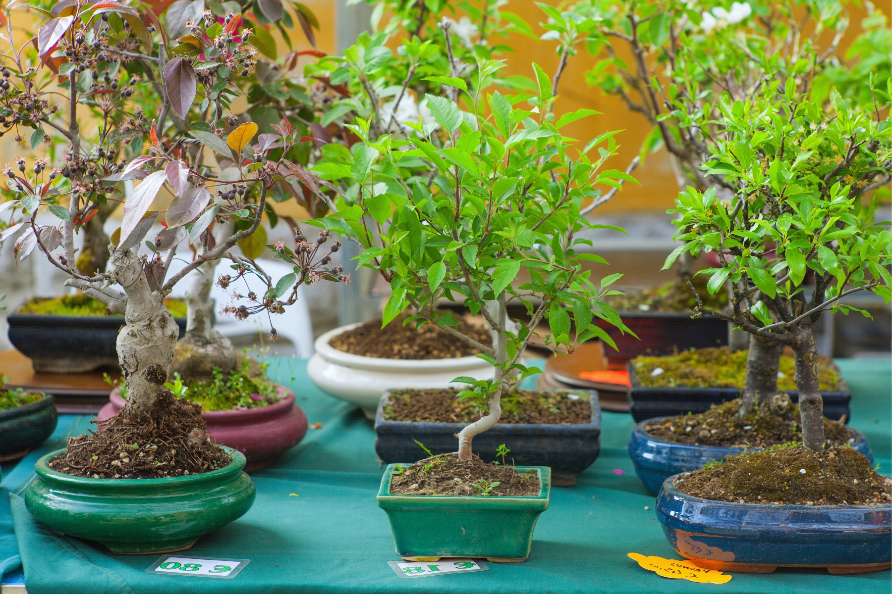 Bonsai as per Vastu